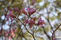 Handroanthus heptaphyllus