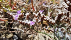 Limonium ramosissimum