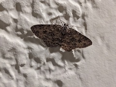 Ectropis crepuscularia