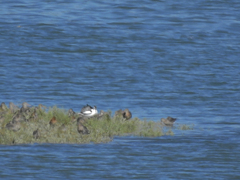 Recurvirostra avosetta