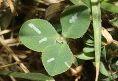 Porphyrosela minuta