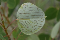 Phyllocnistis populiella