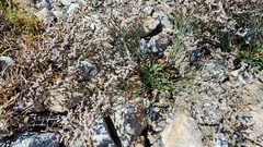 Limonium ramosissimum