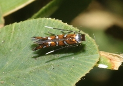 Porphyrosela minuta