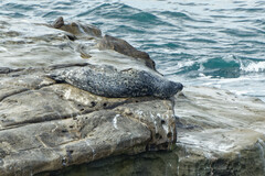 Phoca vitulina richardii