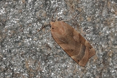 Noctua fimbriata