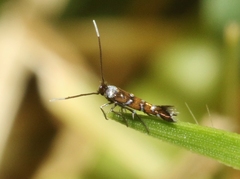 Porphyrosela minuta