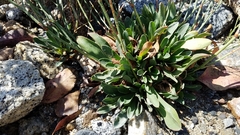 Limonium ramosissimum