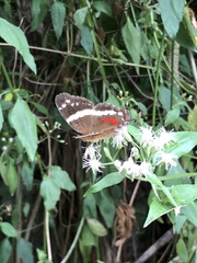 Anartia fatima