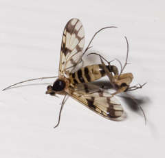 Proceroplatus elegans