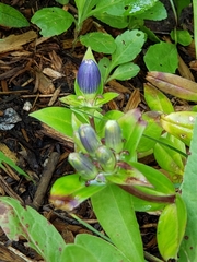 Gentiana andrewsii