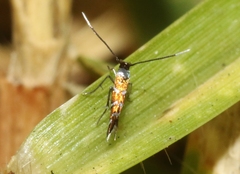 Porphyrosela minuta