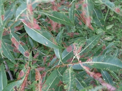 Salix amygdaloides