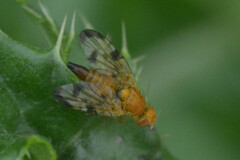 Xyphosia miliaria