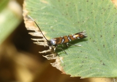 Porphyrosela minuta