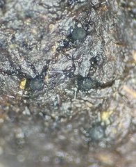 Delitschia chodocola