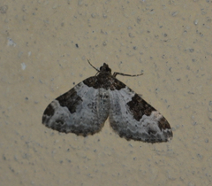 Xanthorhoe fluctuata