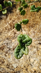 Quercus agrifolia