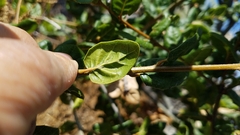 Quercus agrifolia