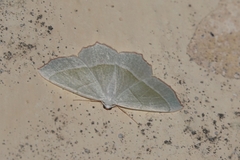 Campaea margaritaria