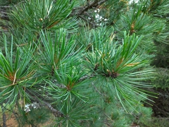 Pinus cembra