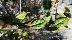 Quercus agrifolia