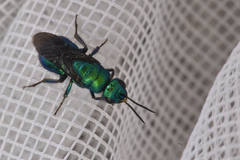 Chrysididae
