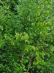 Coccyzus erythropthalmus