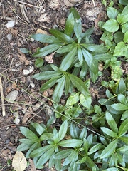 Chimaphila umbellata
