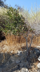 Quercus agrifolia