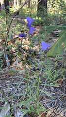 Campanula rotundifolia