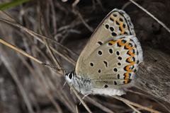 Plebejus idas