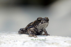 Rhinella