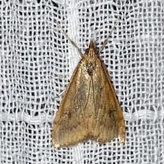 Udea ferrugalis