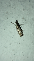 Catoptria falsella