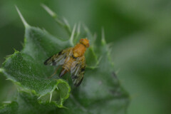 Xyphosia miliaria