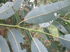 Salix amygdaloides