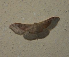Idaea degeneraria