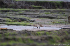 Limosa lapponica