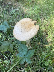 Saproamanita thiersii