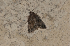 Callopistria latreillei