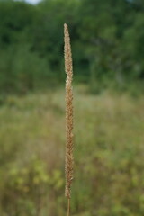 Phleum phleoides