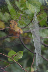 Metepeira labyrinthea