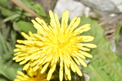 Taraxacum officinale