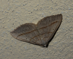 Scotopteryx
