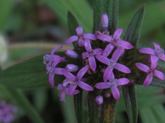 Crusea hispida