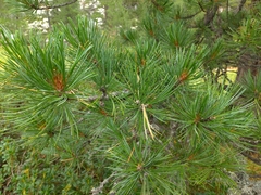 Pinus cembra