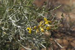 Calobota