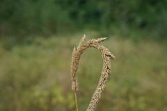 Phleum phleoides