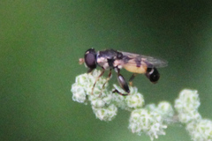 Syritta pipiens